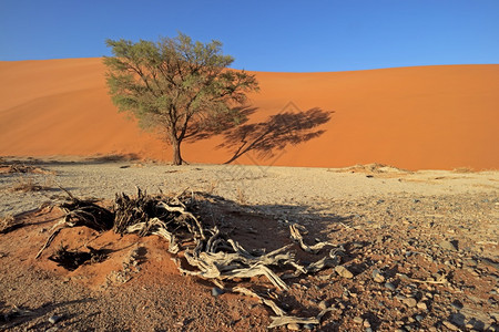 景观纳米比亚布沙漠Sossusvlei的刺树红沙丘旅游户外图片