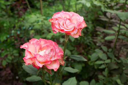 叶子花园里的粉红玫瑰灌木股票照片粉色的花瓣图片
