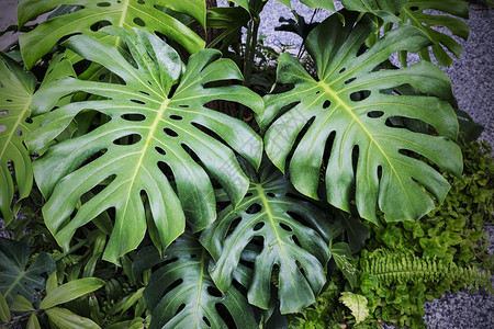 叶子花园热带树背景中的龟竹美味植物新鲜的异国情调图片