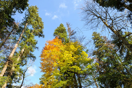 秋日森林公园图片