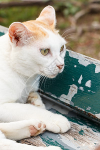 猫在看椅子动物肖像一种笨蛋晶须图片