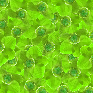 在白背景A上孤立的异国绿色兰花自然束异国情调图片