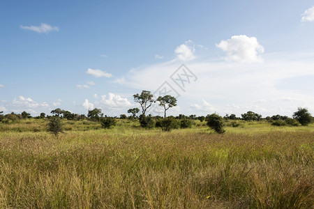 生态旅游自然树木非洲南部公园地貌的蓝色天空和白云图片