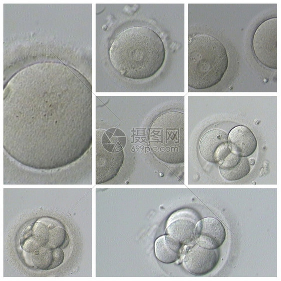 施肥细胞人类体外受精生殖图片