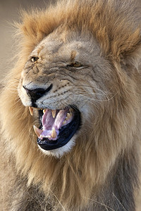 苹果浏览器黑豹博茨瓦纳萨武提地区的红豹莱奥PantheraLeo成熟图片