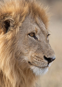 非洲荒野动物博茨瓦纳萨武提地区的红豹莱奥PantheraLeo图片