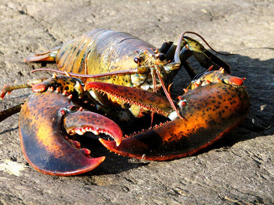 卡斯科十足动物缅因州海滩上有大爪子的龙虾活晚餐图片