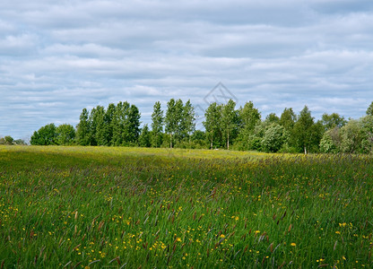 俄罗斯春季草地与花朵阿卡安格尔斯克地区俄罗北部蒲公英照片阿尔汉格斯克图片