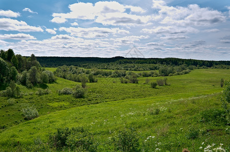 蒲公英俄罗斯春季草地与花朵阿卡安格尔斯克地区俄罗北部场地景观图片