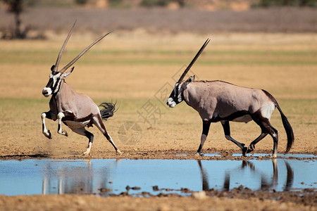 南非卡拉哈里沙漠水坑中的大羚羊保护哺乳动物图片