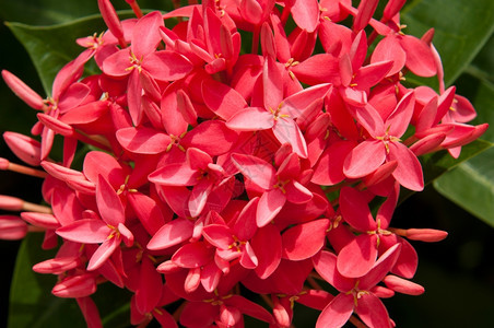 植物学生长群安提瓜美丽的粉像花Rubiaceae家族图片