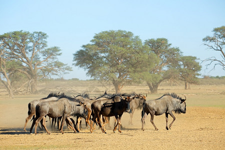 野生动物南非卡拉哈里沙漠喀河草原上灰尘干床的蓝大野马牧群ConnochaetesTaurinus户外保护图片