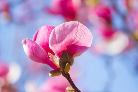 花瓣粉红木兰在天空背景的花朵园树图片