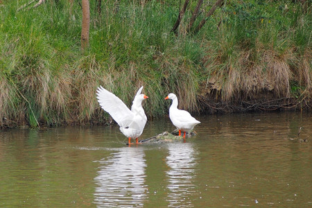 传播活两只白鹅在河里一只扇着翅膀农业图片