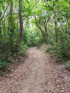 树自然小道通往公园高山的自然小道旅行高的图片
