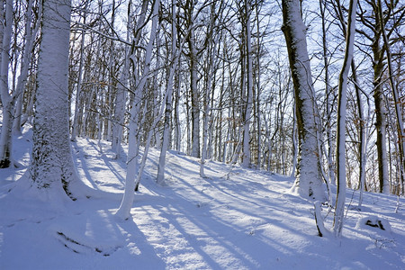 自然阳光冬天的森林下雪乡村图片