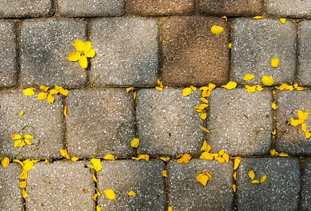 黄色的框架花瓣在人行道上滴落自然图片