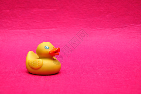 鸟洗澡粉红背景的橡皮鸭孩子图片