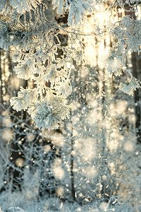 寒冷的天气冬季森林景观有雪和阳光的寒日冬天图片