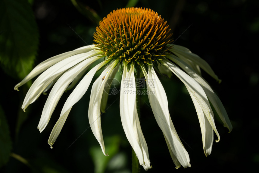 多年生季节花的松果菊紫锥夏天的花朵图片