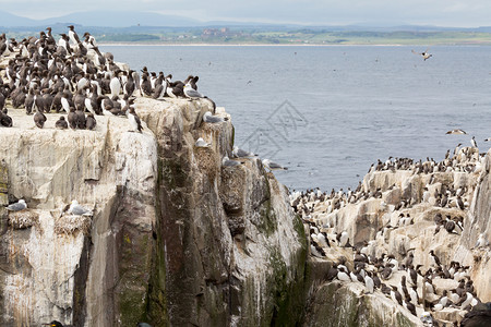 配种西鸟沿海悬崖上的大型蜂巢海鸟聚居区自然图片