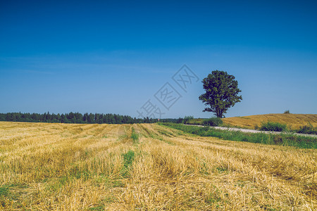 地平线农村2014年拉脱维亚草地和树木清除图片