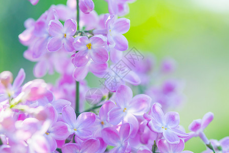 美丽的花朵和春天阳光野花粉色的植物群图片