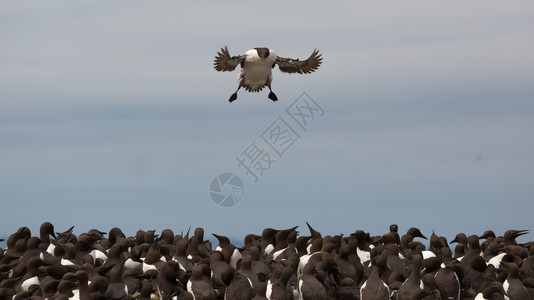 沿海悬崖上的大型筑巢GuillemotUria藻群动物吉列莫岛图片