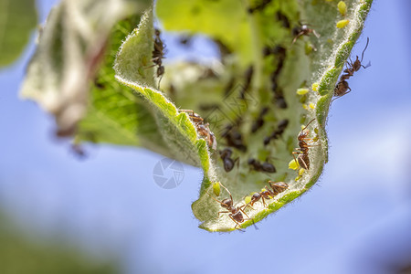 打猎令人惊叹的细节许多蚂蚁聚集在树叶和虱子幼虫上图片