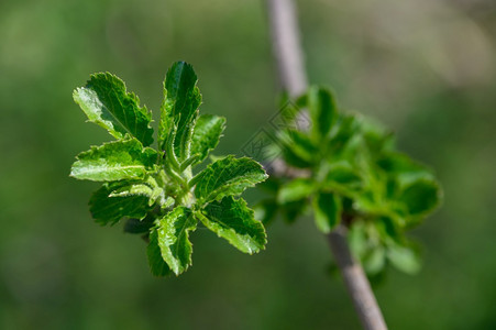 植物学森林刚进化新鲜的绿色春天叶子宏新鲜的绿色春天叶子宏进化了图片