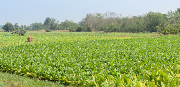 户外行业土地在泰国一个田种植的烟草物图片