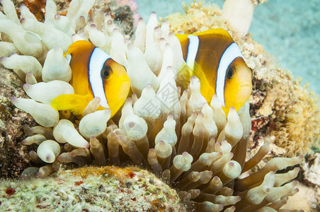 颜色水族馆ClarksAnemonone鱼与海葵在清澈的洋中潜水图片