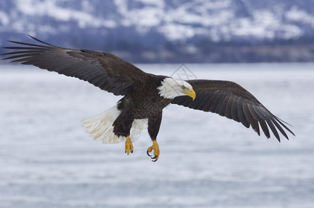 美国猛禽阿拉斯加秃鹰飞过冰水阿维斯图片