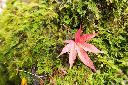掉落的红色枫叶地面高清图片素材
