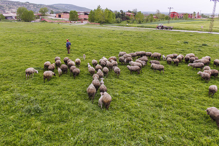 a羊群放牧毛茸的动物一种图片