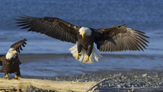兽白头阿拉斯加秃鹰登陆海滩蓝水背景和翅膀分布宽广的海滩j图片