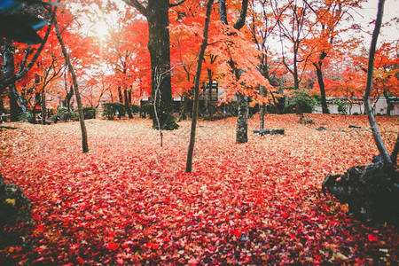 落叶满地的红枫林背景图片