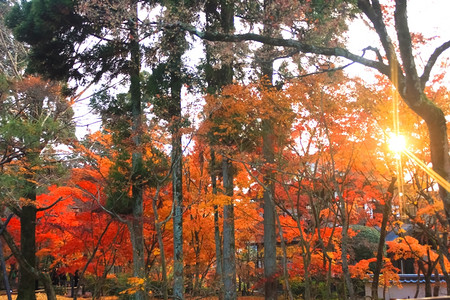 秋季红枫林背景图片