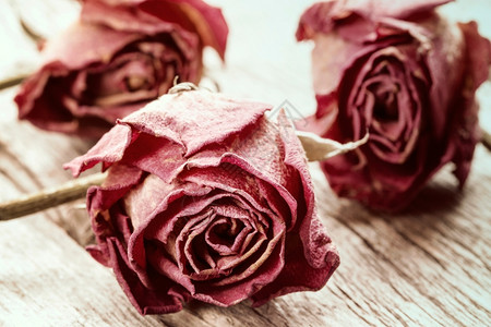 脆弱的木本底三朵旧玫瑰文艺风格老的花图片