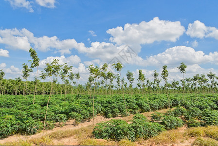 巴西人云绿色蓝天空中的农田图片
