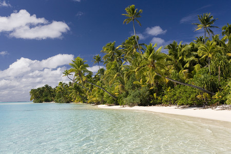 冷静的旅游树南太平洋库克群岛的AitutakiLagoon岛图片
