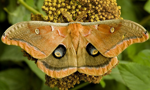 漏洞喂食生动巨型橙色飞蛾在燕尾花上觅食图片