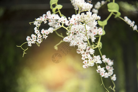 植物学公园里的白花艺图片