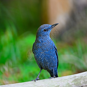 日志岩石蓝鸟色小男岩笔蒙蒂科拉索利塔里乌斯站在原木上乳房侧写禽类图片