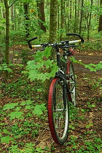 景观风绿色森林旅行和发现概念中的越野山骑脚踏车雨图片