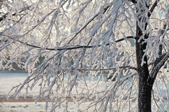 冬天树枝上的白霜色万里无云图片