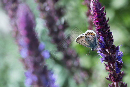 紫色的稀有蝴蝶在野生仙子花朵蝴蝶的田野中绽放图片