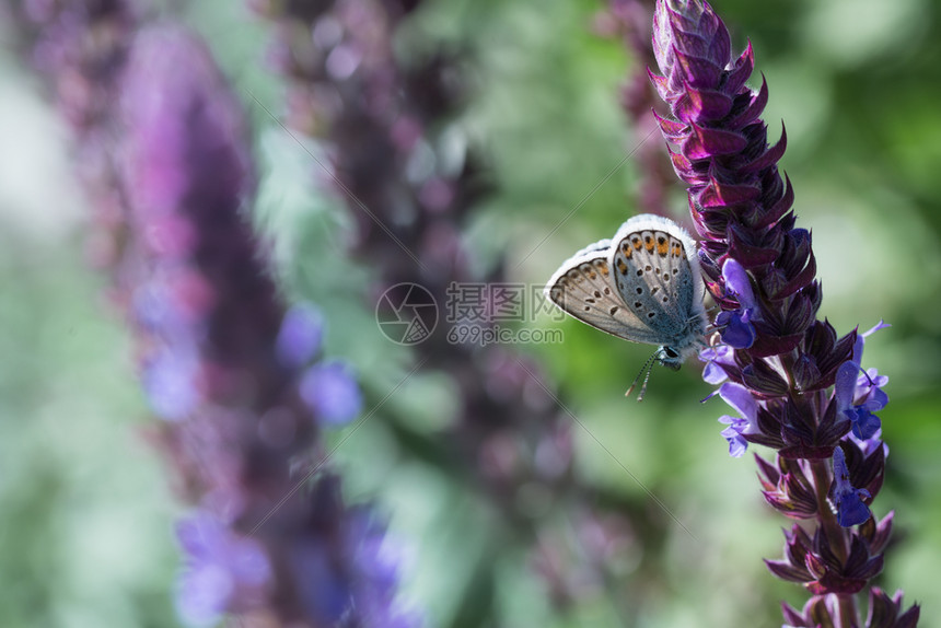 紫色的稀有蝴蝶在野生仙子花朵蝴蝶的田野中绽放图片