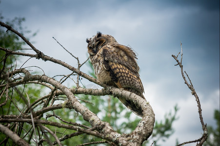 叱大角猫头鹰坐在树上森林户外图片