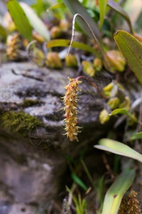 泰国森林中的野兰花这是生自然中拍摄的野生自然中被射杀的异果三角植物学图片